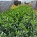 大叶栀子花栀子花高25-30福建漳州苗木基地