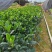 大叶栀子花栀子花高25-30福建漳州苗木基地