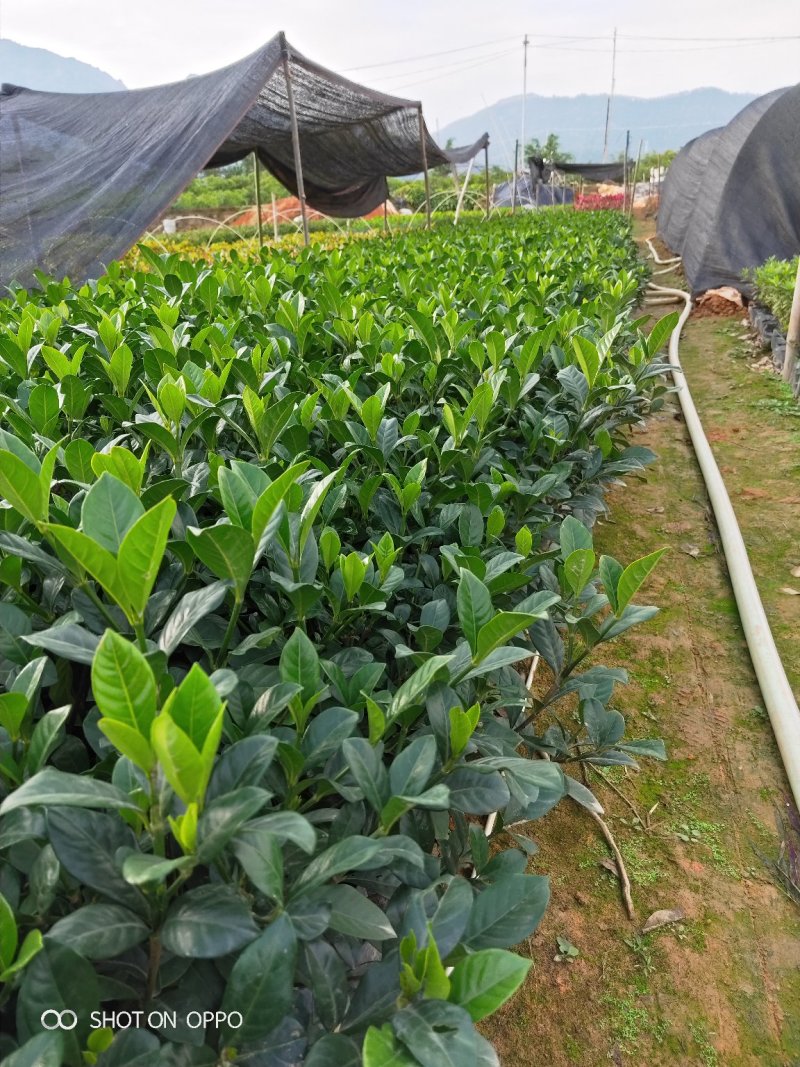 大叶栀子花栀子花高25-30福建漳州苗木基地