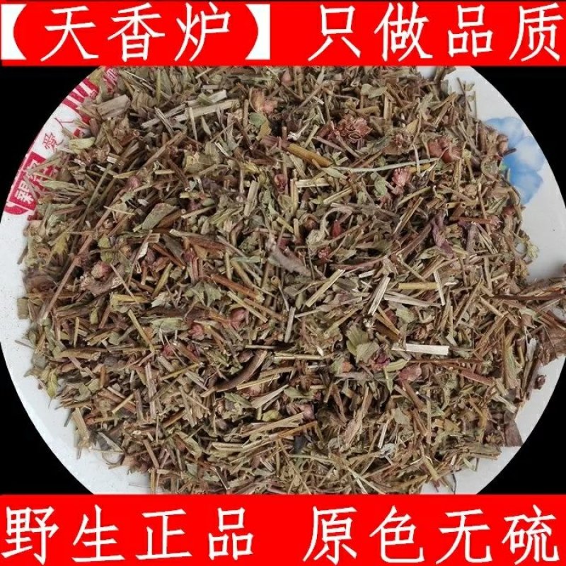 天香炉紫金钟大香炉天吊香蜂窝草小金钟中药材