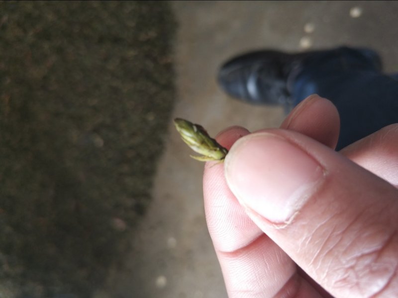 轮叶黑藻草芽、灯笼泡草籽、节节草芽孢