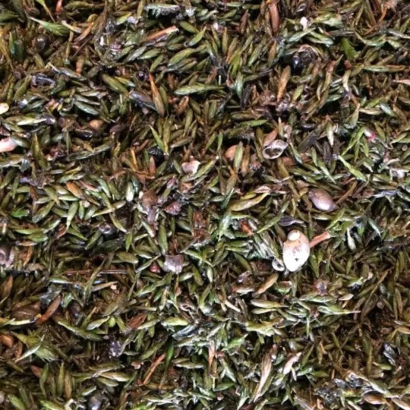 轮叶黑藻草芽、灯笼泡草籽、节节草芽孢
