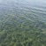 轮叶黑藻草芽、灯笼泡草籽、节节草芽孢