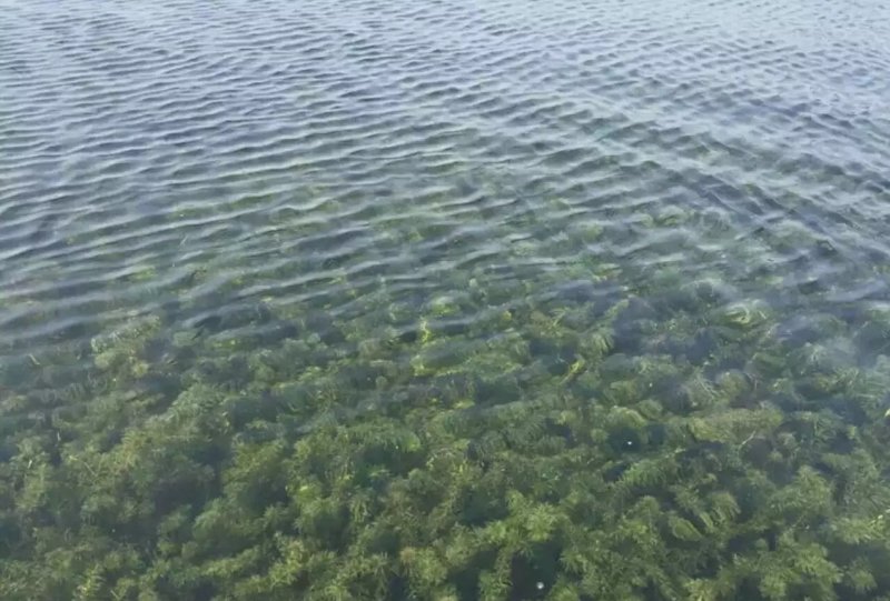 轮叶黑藻草芽、灯笼泡草籽、节节草芽孢