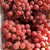 优质河北红提葡萄，已经上市，可视频，供货到春节！