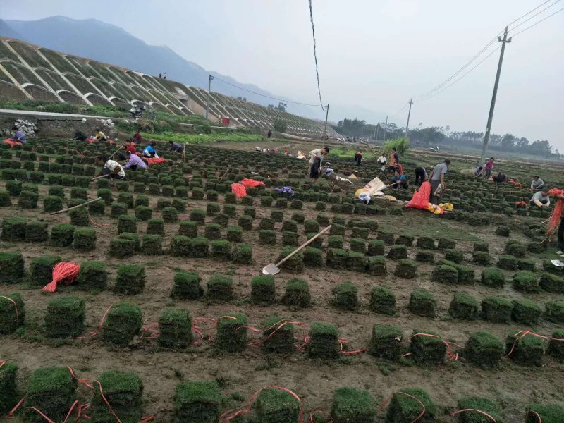马尼拉草皮，绿化草皮，广西草皮，南宁草皮