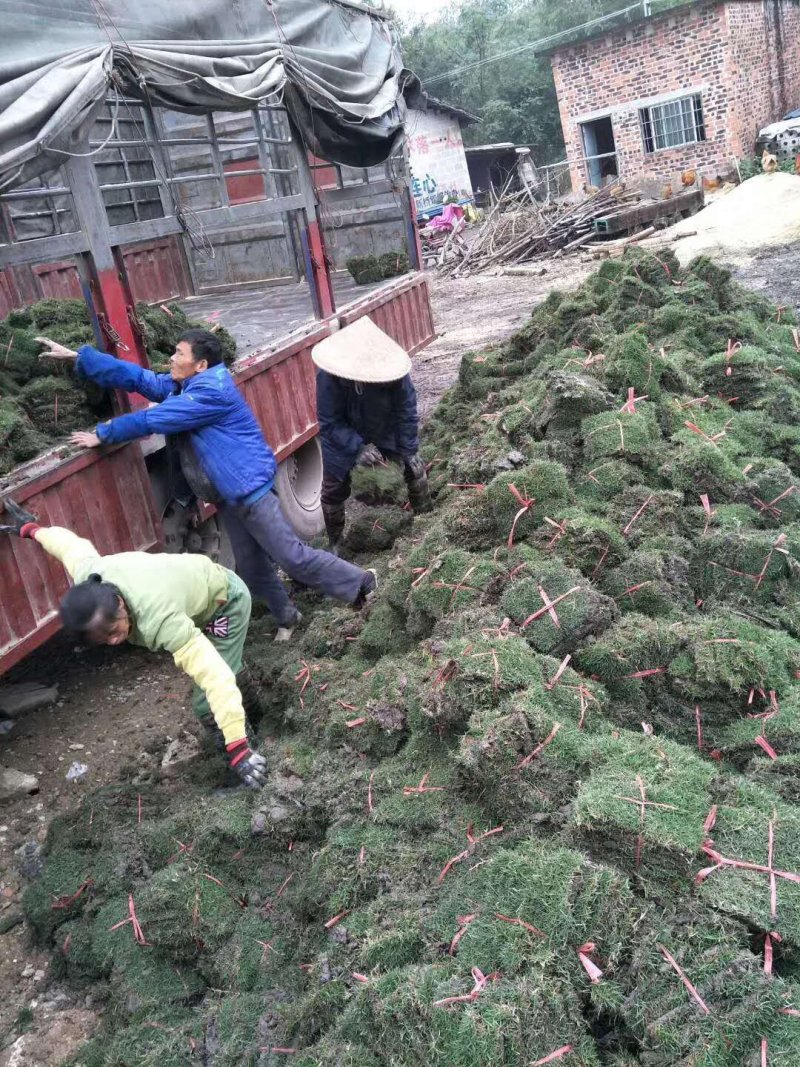 马尼拉草皮，绿化草皮，广西草皮，南宁草皮