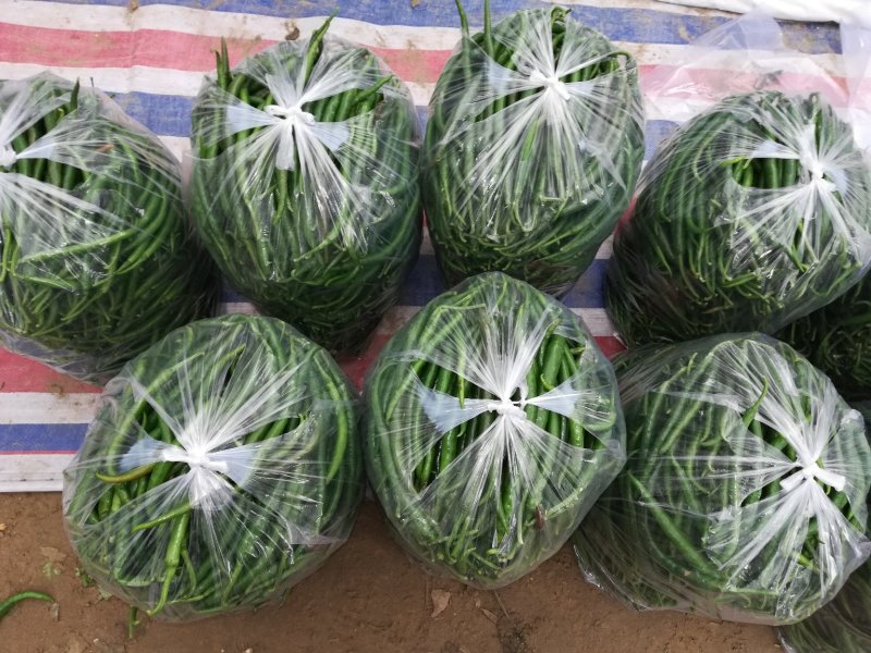 辣椒.鲜辣椒.厚皮辣椒.薄皮辣椒.当天发车