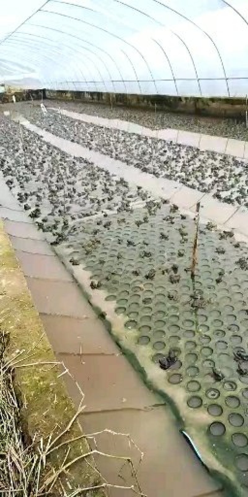 养殖大棚厂家直销定制各种规格镀锌管大棚