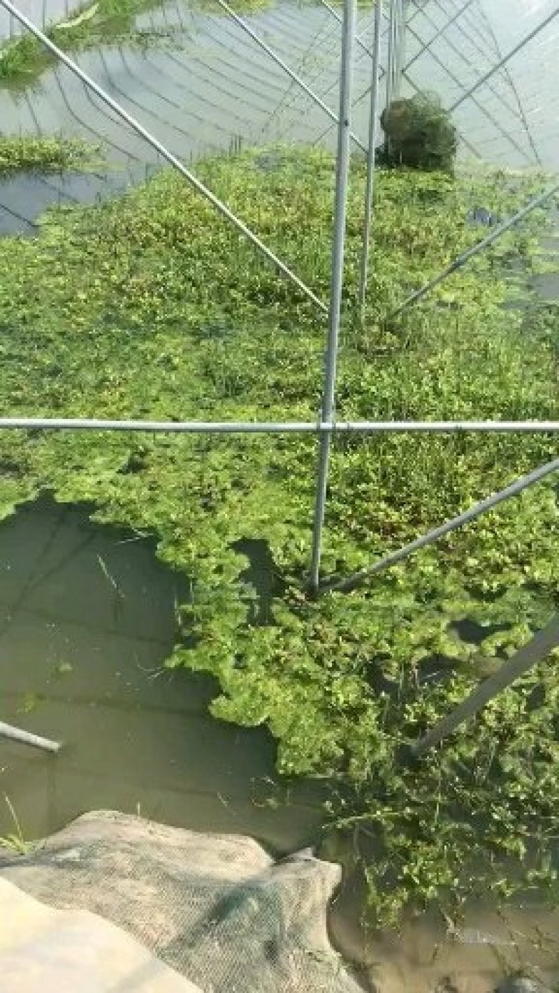 养殖大棚厂家直销定制各种规格镀锌管大棚