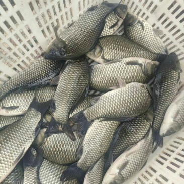 鲫鱼8两以上鲜活垂钓