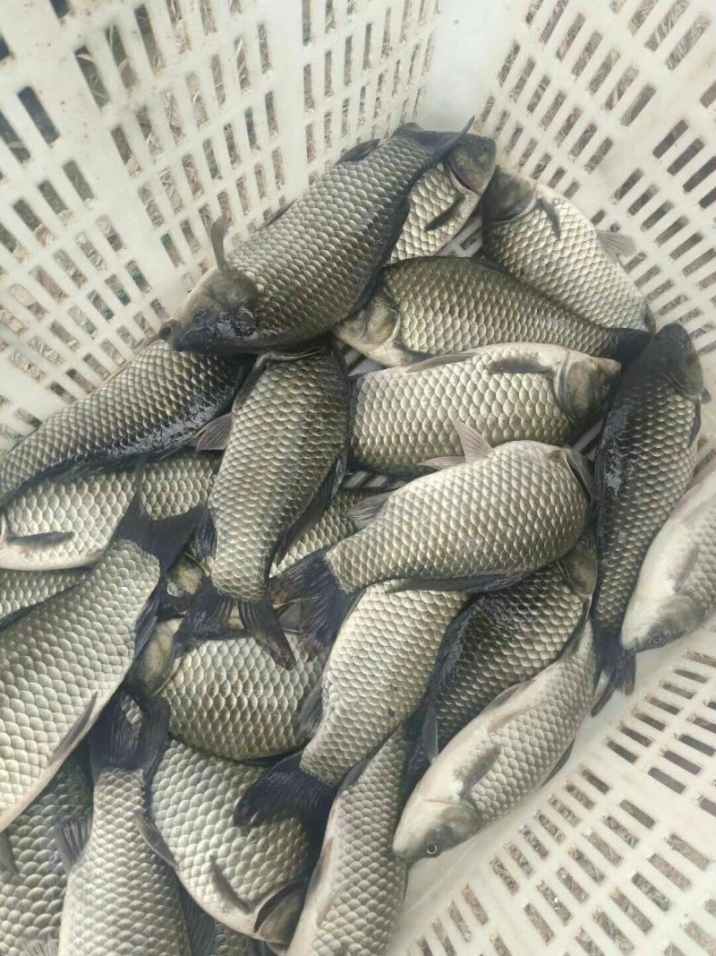 鲫鱼6两-1斤/条鲜活垂钓