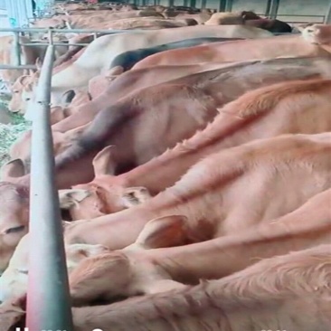 提供活体小牛肉牛犊鲁西小黄牛价格小牛仔养殖技术活牛免费包