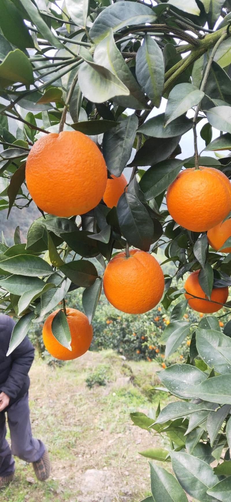纽荷尔脐橙65~75cm可视频看货/诚信为本/年货节