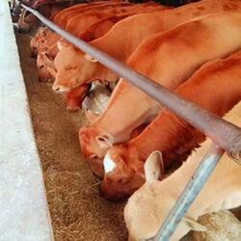 肉牛犊活体3-6个月鲁西黄牛苗小牛崽出售利木赞夏洛莱养殖