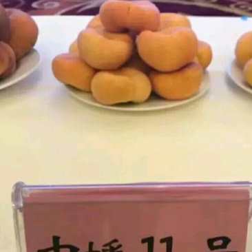 【中蟠11号桃树苗】第二年就结果的桃树苗中蟠11号介绍