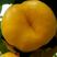 桃树新品种中蟠13号桃树苗蟠桃树苗7月份成熟的蟠桃树苗