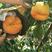 桃树新品种中蟠13号桃树苗蟠桃树苗7月份成熟的蟠桃树苗