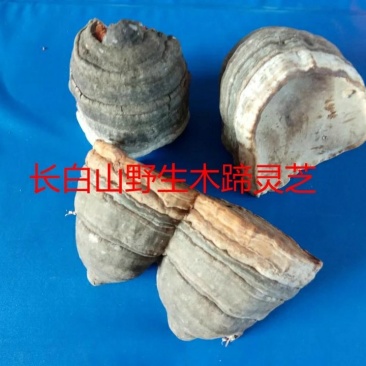 木蹄木蹄层孔菌树舌桦菌芝野生中药材一公斤包邮