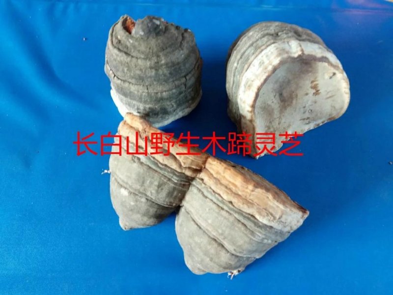木蹄木蹄层孔菌树舌桦菌芝野生中药材一公斤包邮