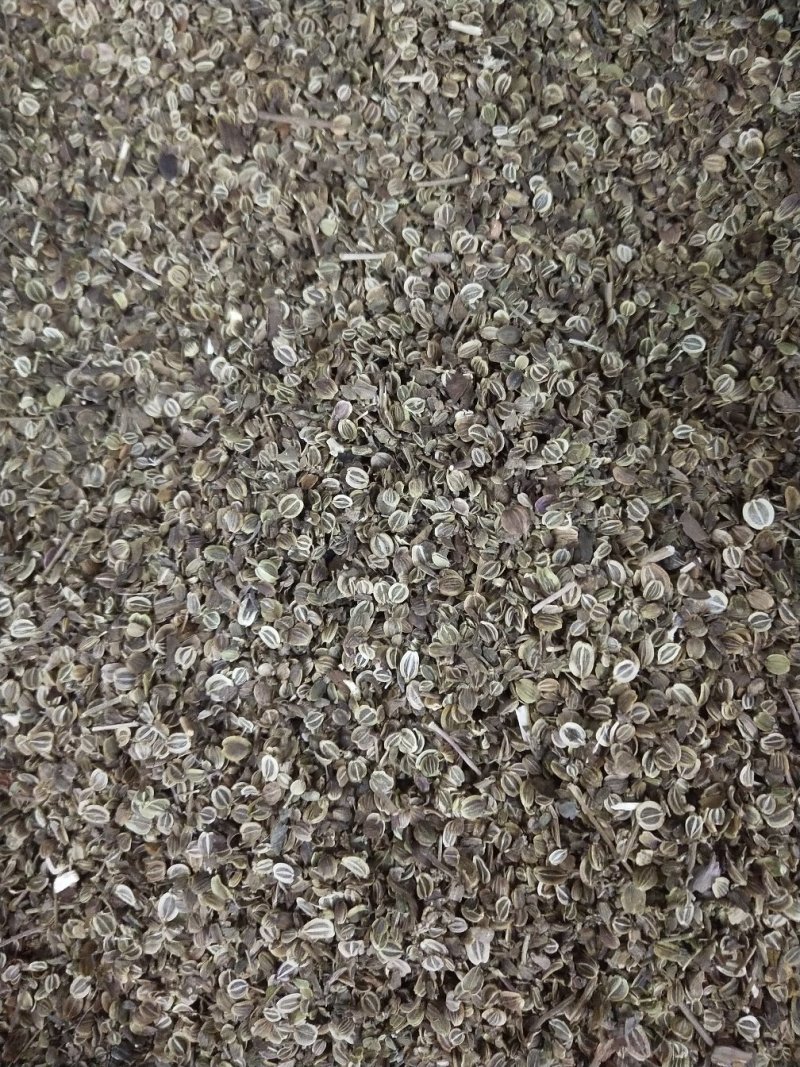 纯新前胡种子，保质保量，出芽率高，纯新改良品种