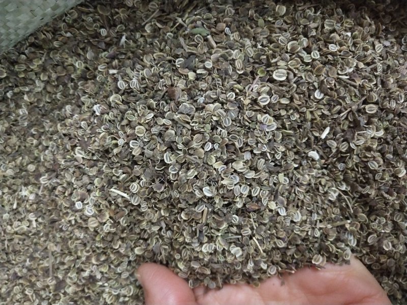 纯新前胡种子，保质保量，出芽率高，纯新改良品种