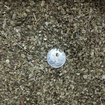 纯新前胡种子，保质保量，出芽率高，纯新改良品种