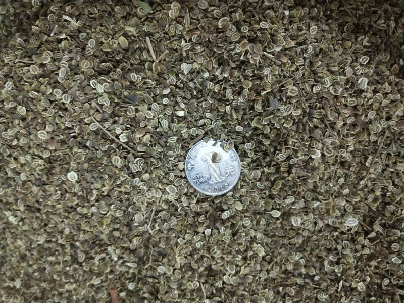 纯新前胡种子，保质保量，出芽率高，纯新改良品种