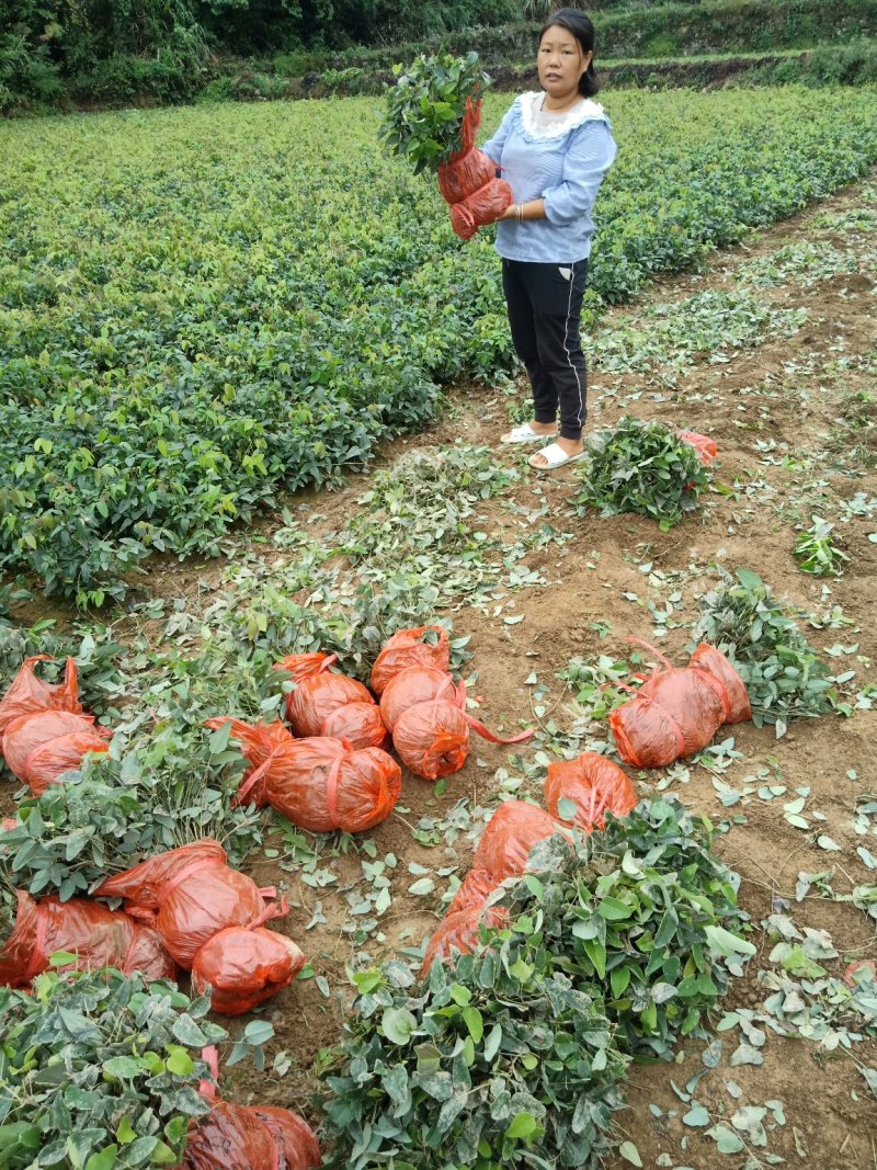 八月瓜苗（少籽，紫果，48小时内发货）包成活提供售后服务