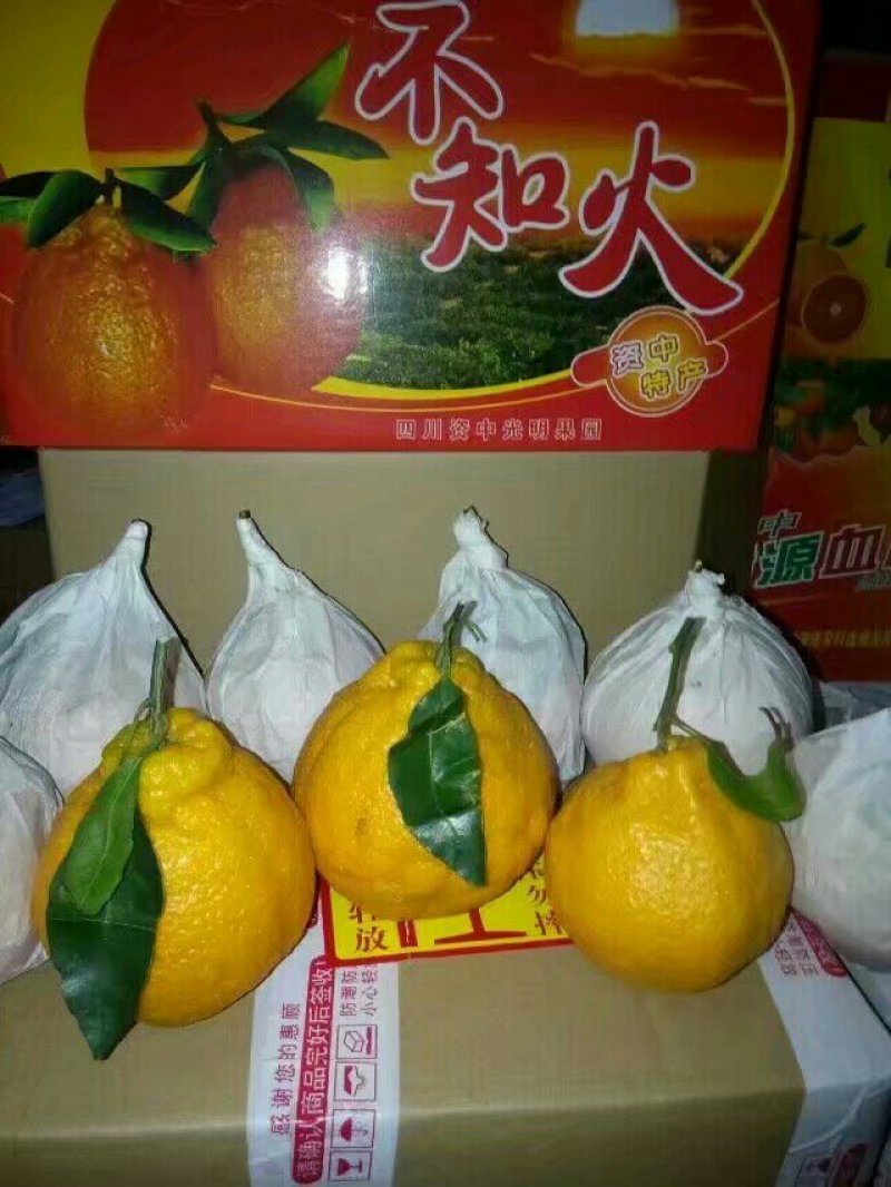 丑柑不知火资中丑橘代办代收一件供应链丑桔资中