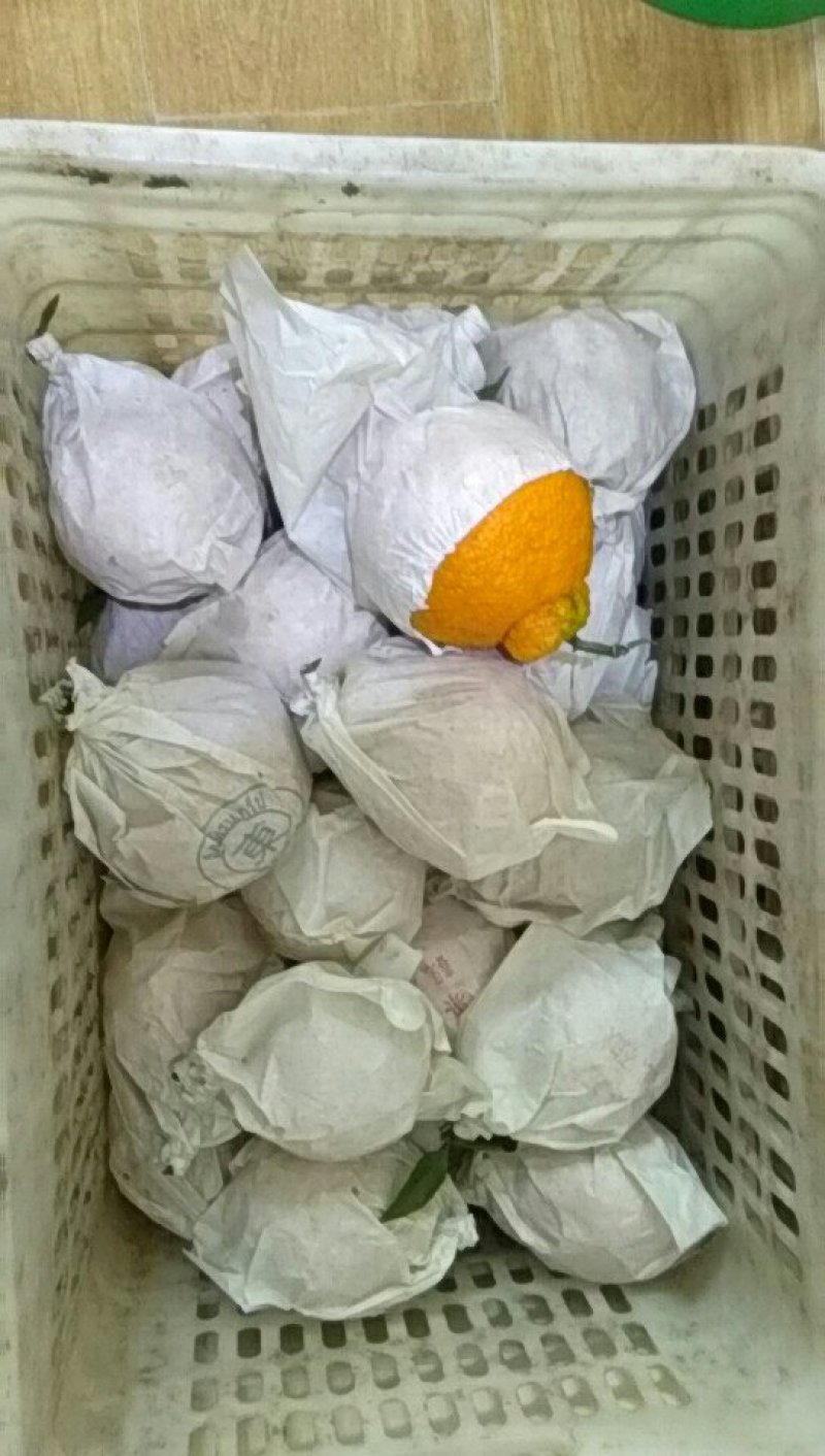 丑柑不知火资中丑橘代办代收一件供应链丑桔资中