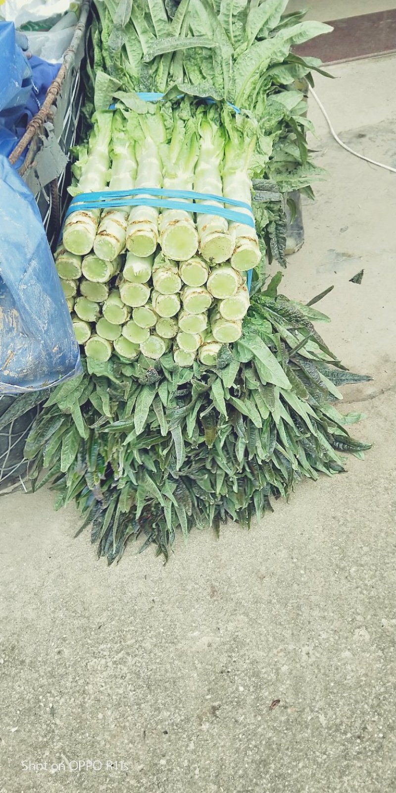 皮薄肉脆，卖相好！品质佳！