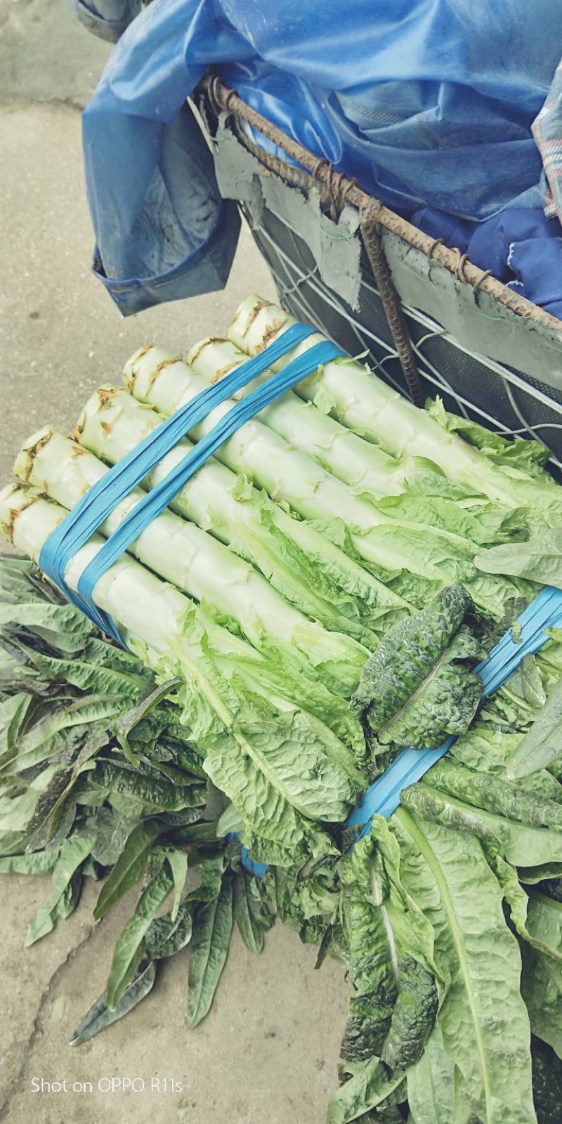 皮薄肉脆，卖相好！品质佳！