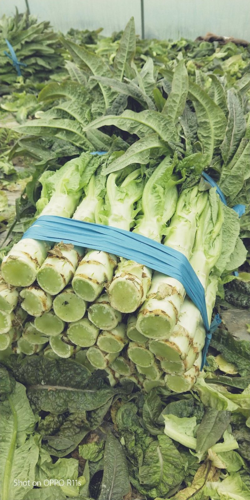 皮薄肉脆，卖相好！品质佳！