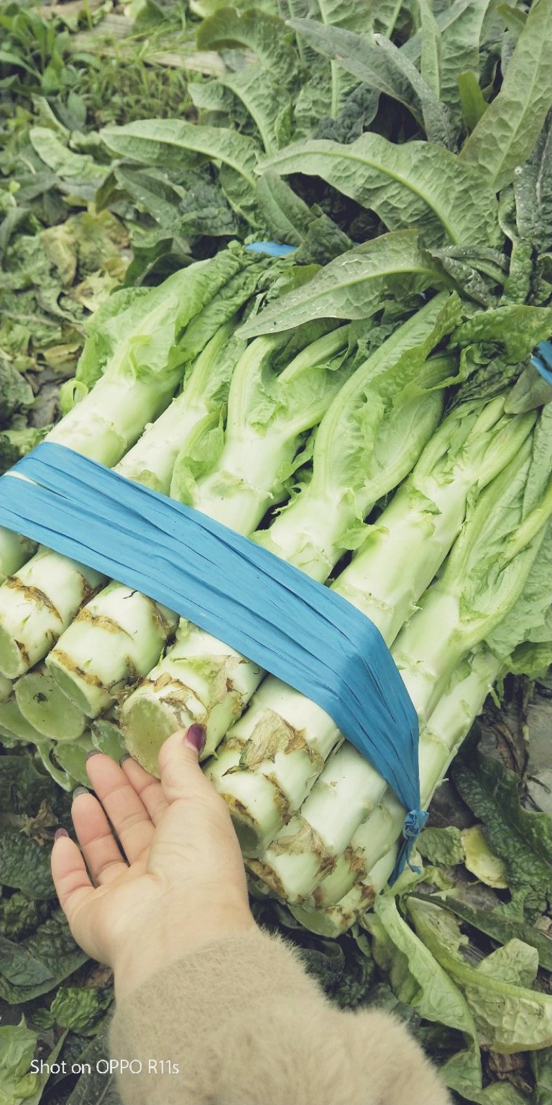 皮薄肉脆，卖相好！品质佳！