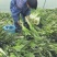 皮薄肉脆，卖相好！品质佳！