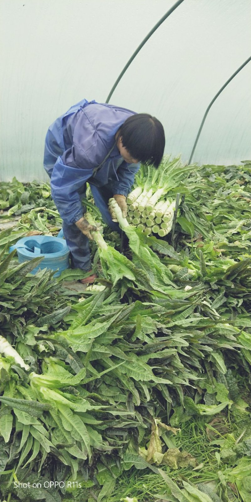 皮薄肉脆，卖相好！品质佳！