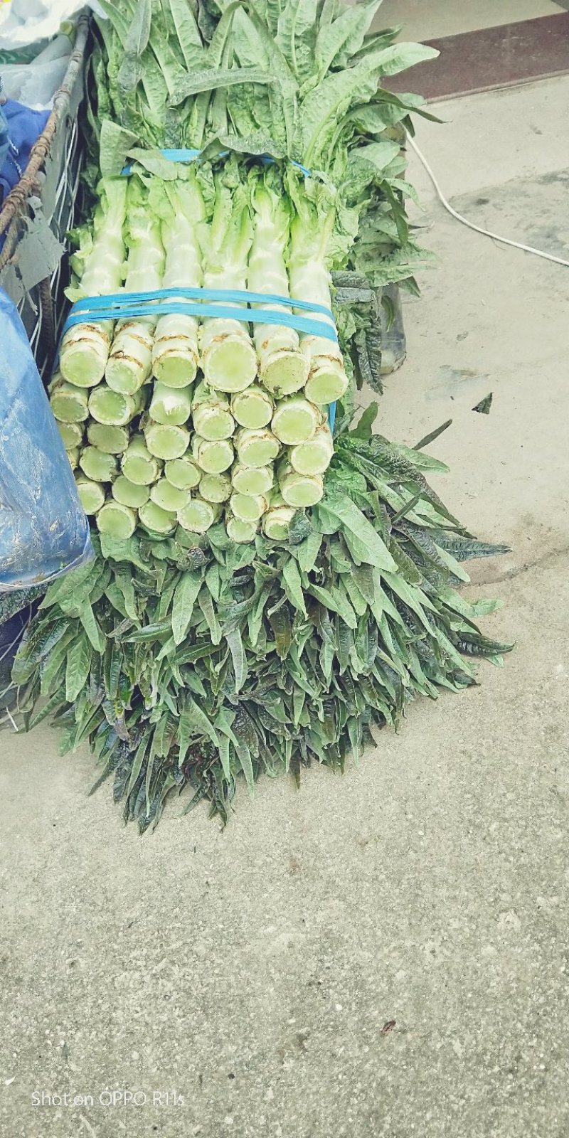 皮薄肉脆，卖相好！品质佳！