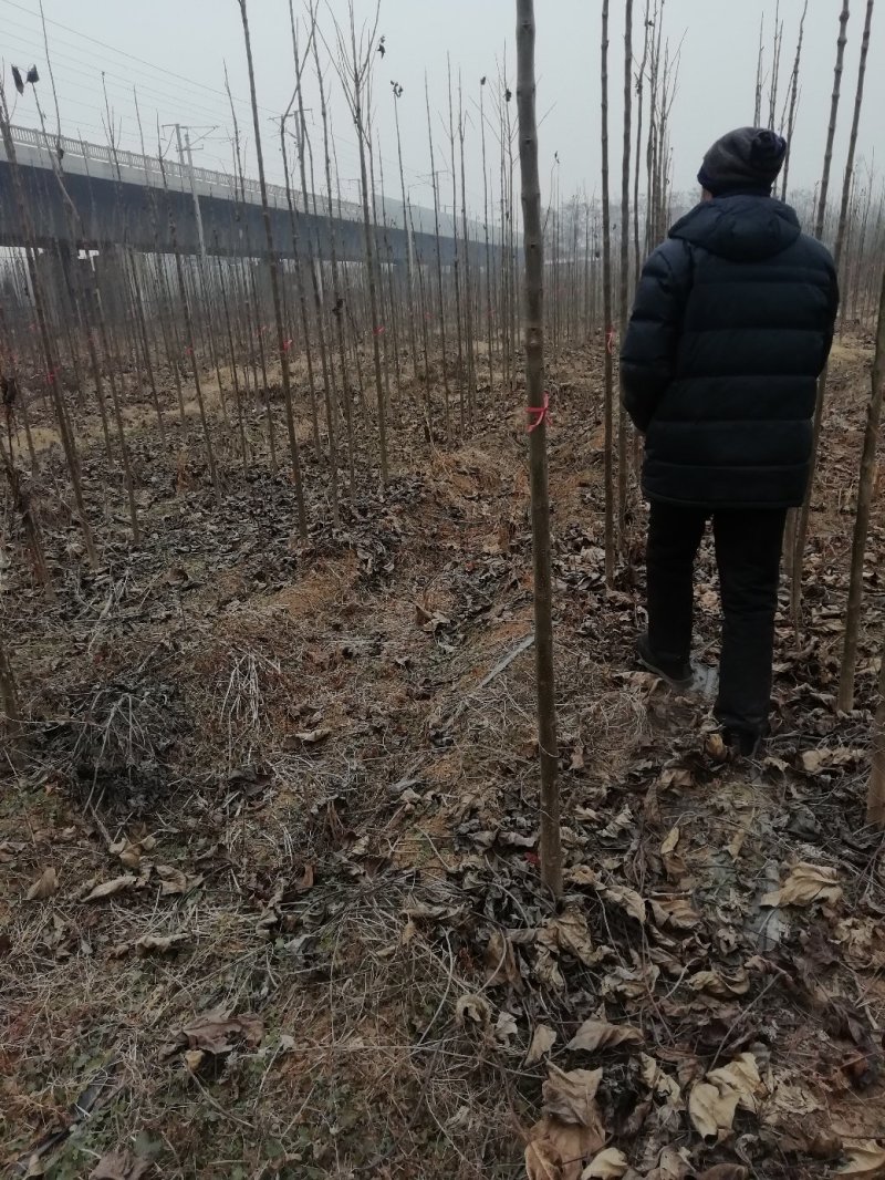 楸树3........15公分货源充足部分腾地处理
