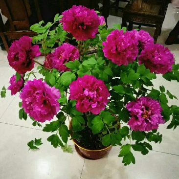 春节花开盆栽鲜花牡丹，催花牡丹，热销重瓣牡丹花