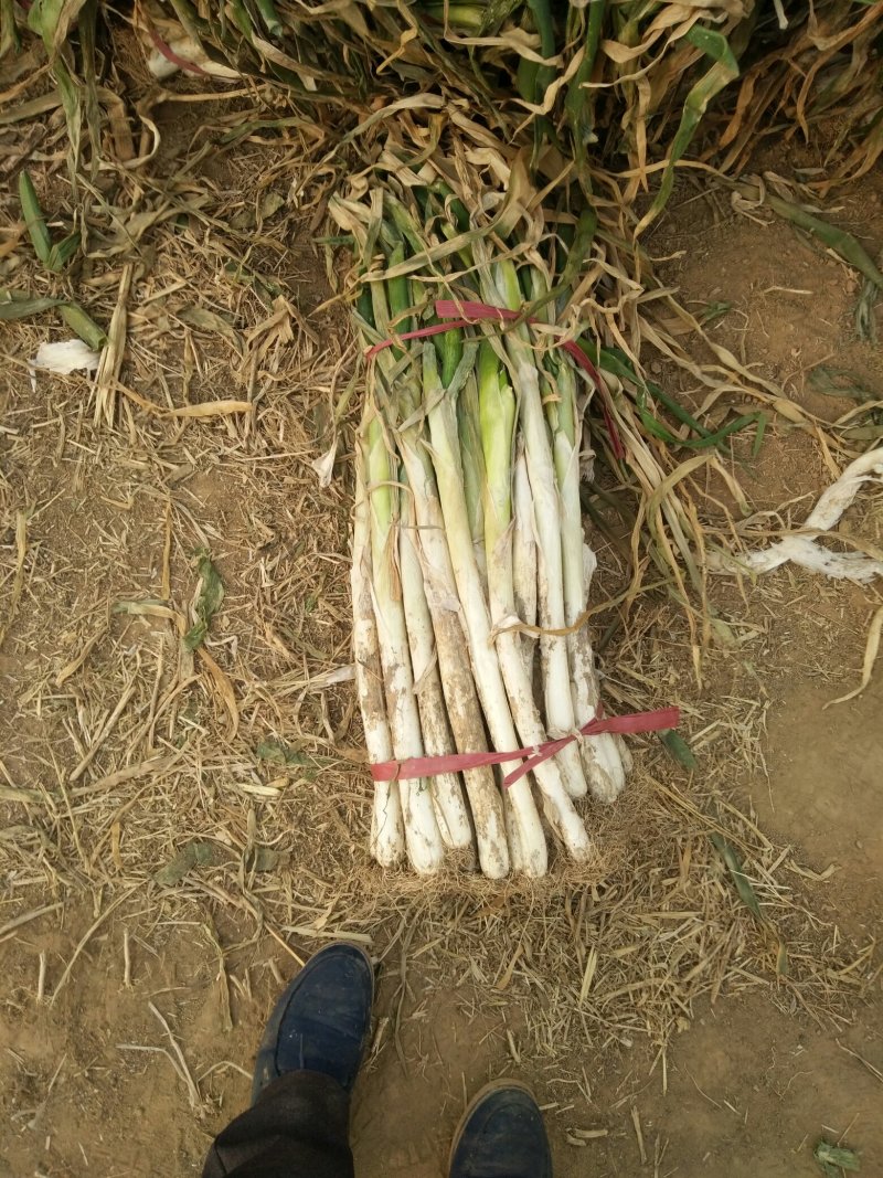 长白大葱