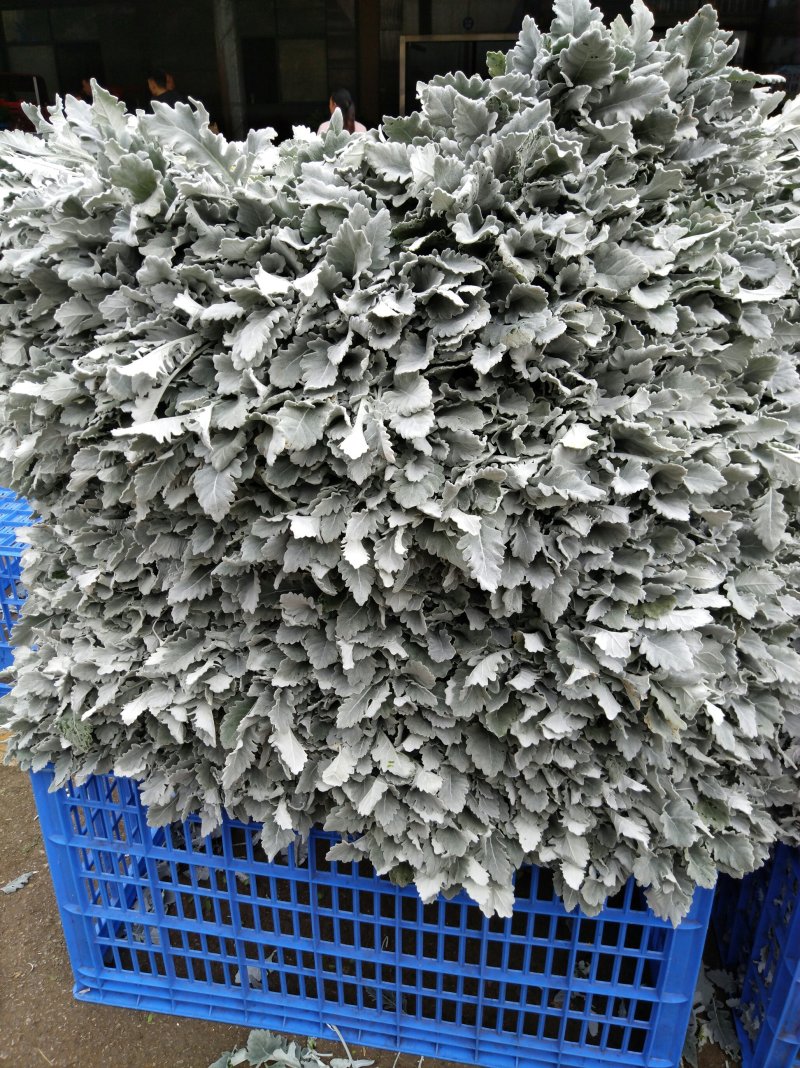 银叶菊