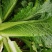 广西横县秋绿火筒菜长白菜卷筒菜火筒青