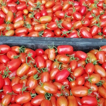 浆果类
