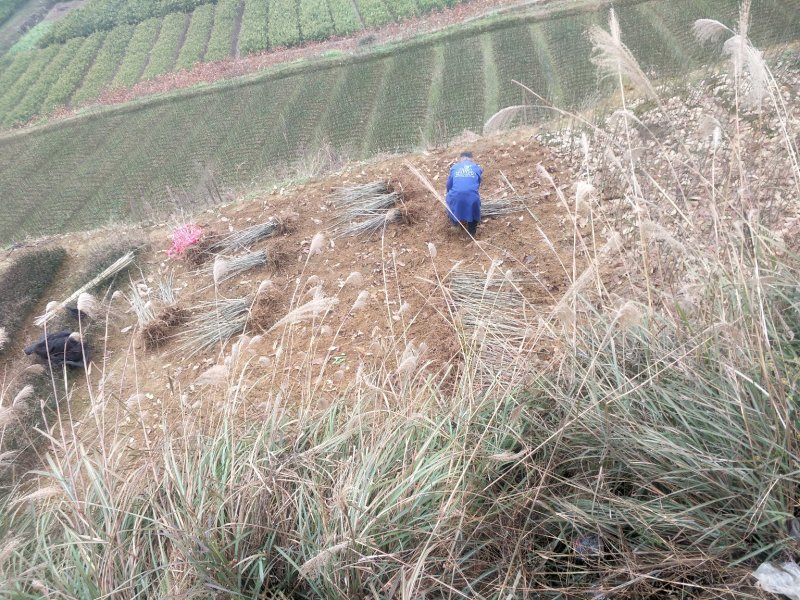 嫁接板栗苗一年苗0.5~50㎝品种纯正无病免费技