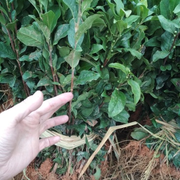 茶叶苗