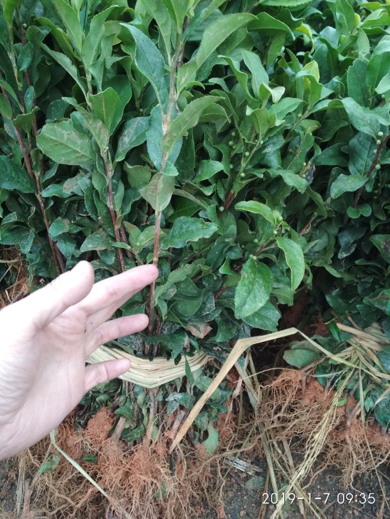 茶叶苗