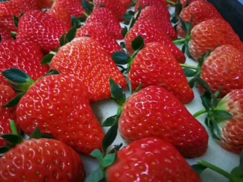 丹东九九草莓🍓又大又甜