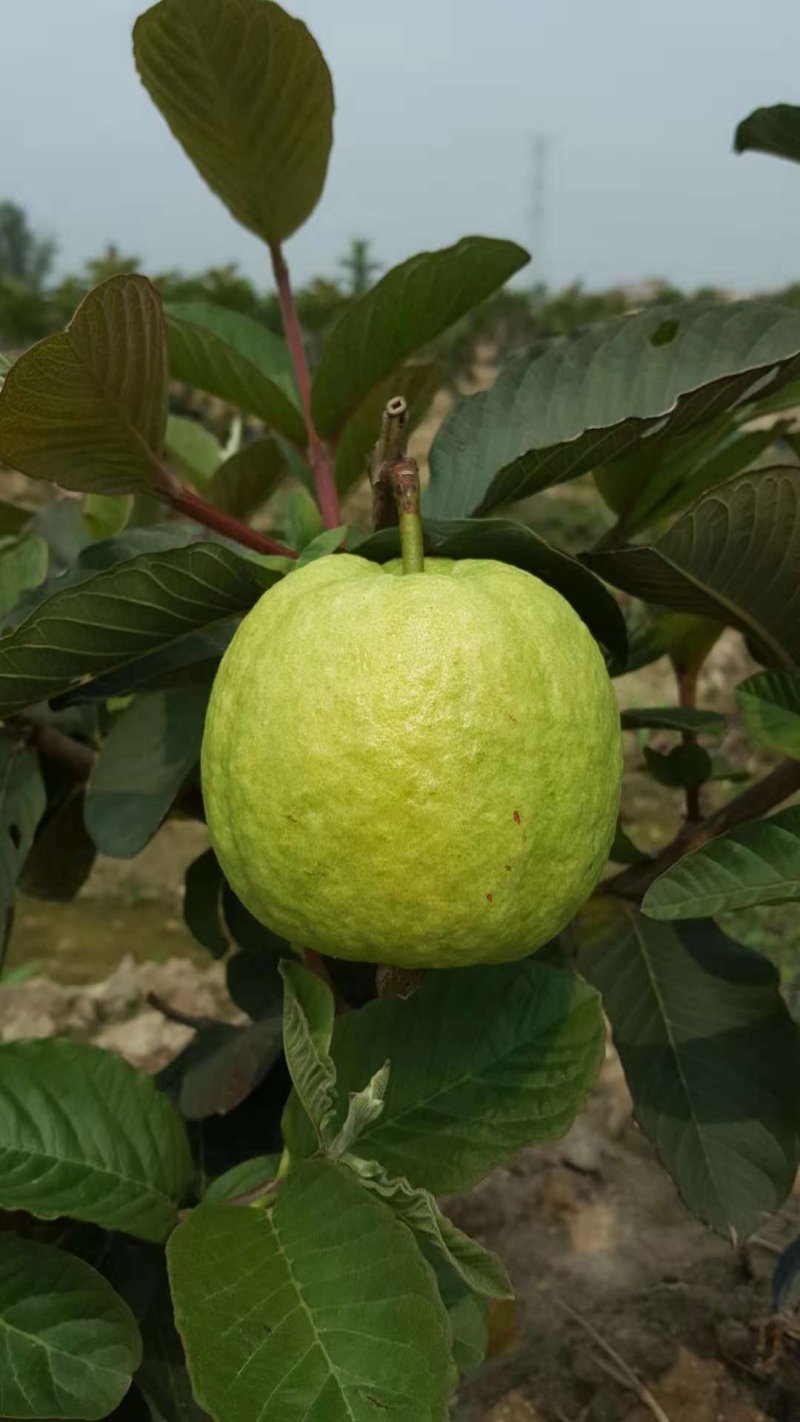 红宝石芭乐苗少籽红宝石番石榴苗