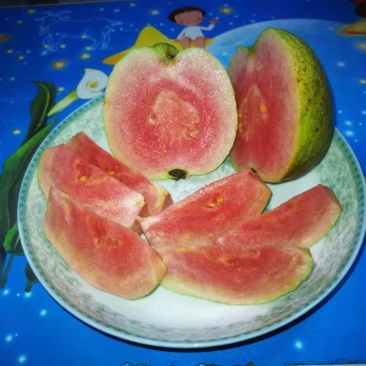 红宝石芭乐苗少籽红宝石番石榴苗